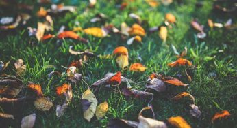 October favorites: Vegan beauty & lifestyle