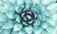 20 daily Gratitude and Abundance Affirmations