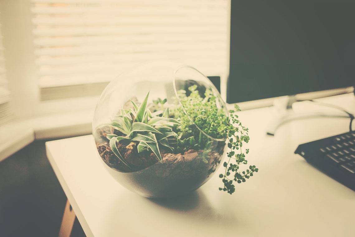 △ DIY: Succulent Terrarium Ideas △