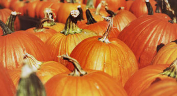 Vegan Fall recipes: healthy and delicious seasonal dishes