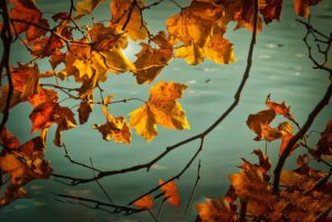 Sycamore Maple leaves in fall