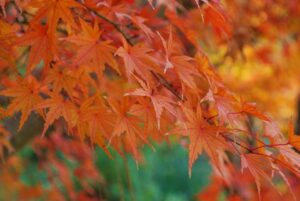 Fall foliage: Japanese Maple Tree