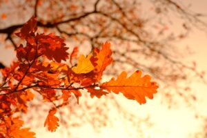 Fall foliage: Oak Tree