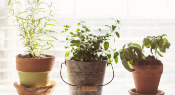 5 ways to reconnect with nature when you’re stuck at home 🌿