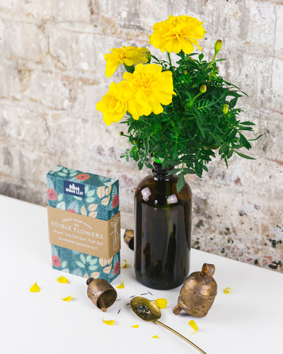 Grow edible flowers in a bottle, on your window sill