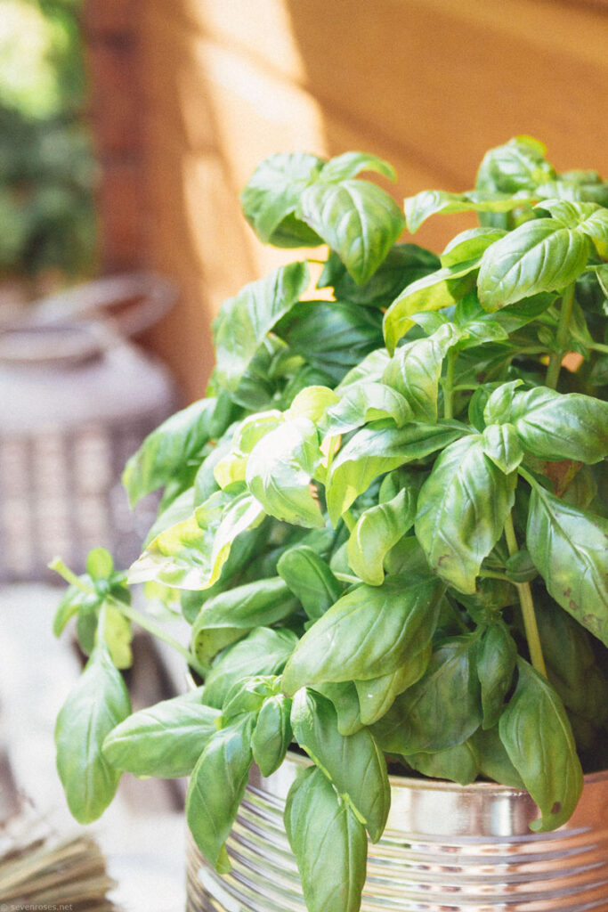 fresh basil